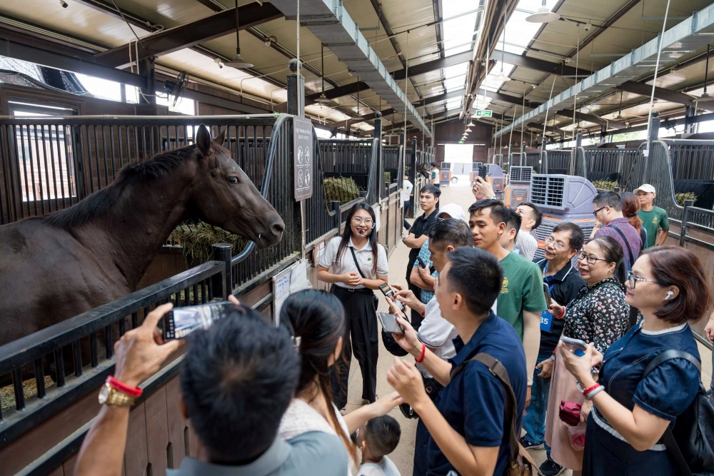 Học viện cưới ngựa Vũ Yên sở hữu hơn 100 cá thể ngựa quý